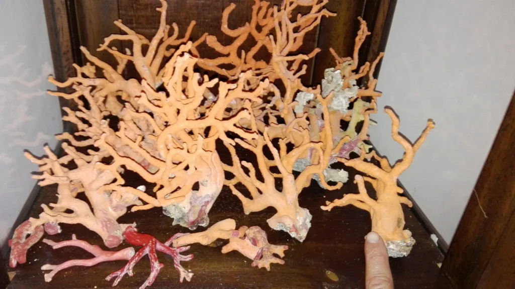 1. RED CORAL BRANCHES FISHEDS IN COSTA BRAVA