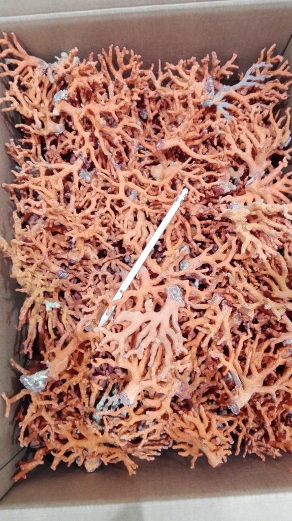 2. RED CORAL BRANCHES (CORALLIUM RUBRUM)