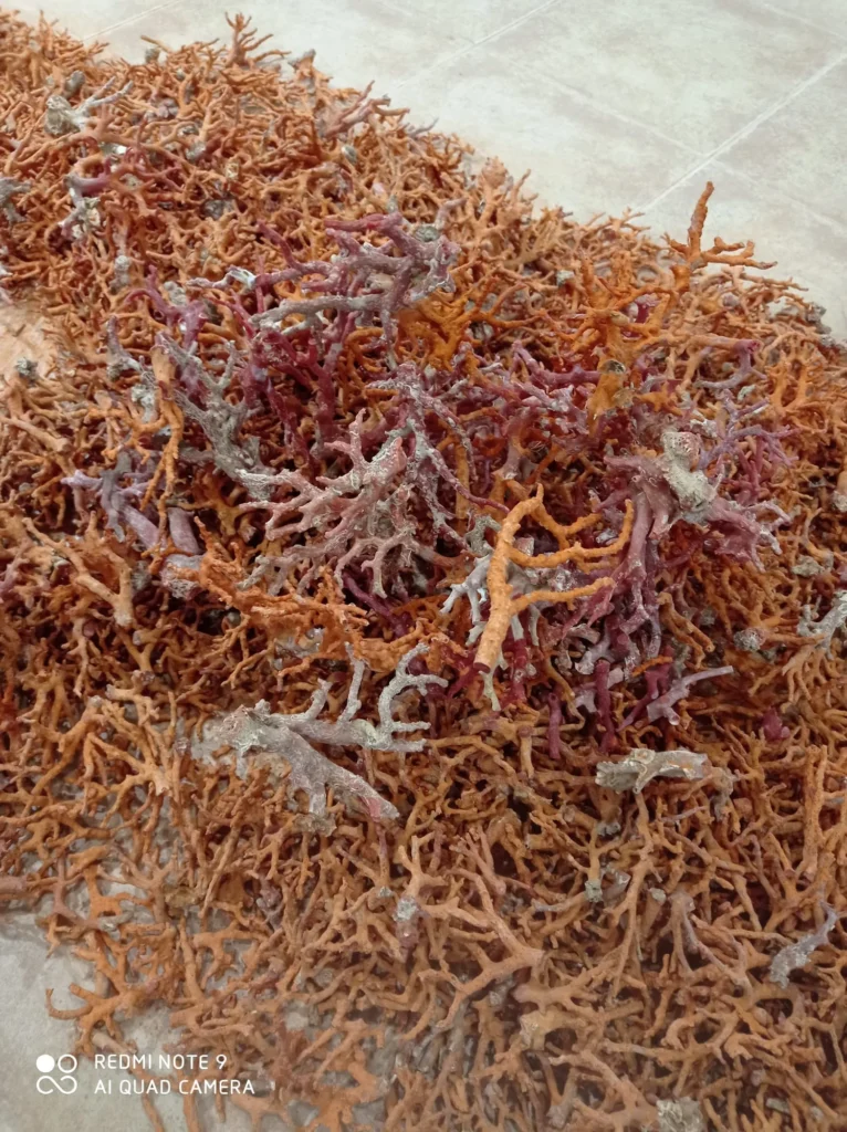 3. RED ROUGH CORAL BRANCHES